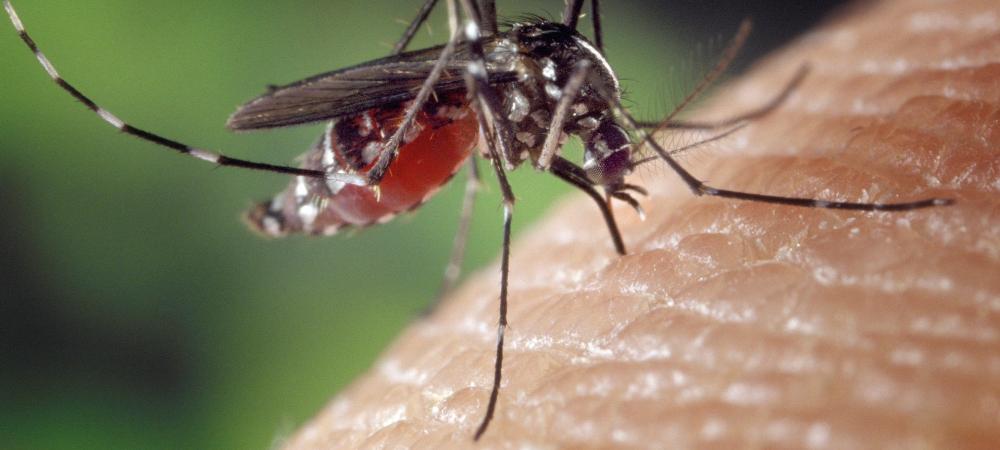 Mosquito biting the skin of a person