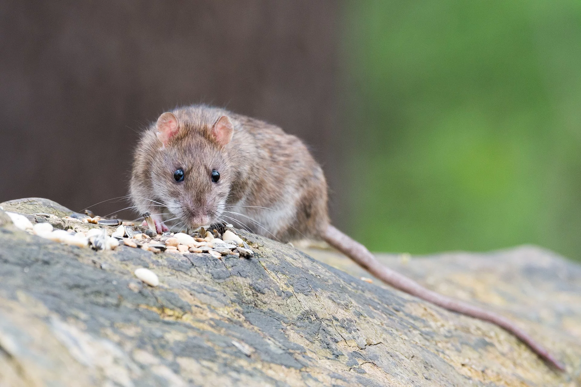 Rats Found With Tails Tied Together in Eastern Estonia 