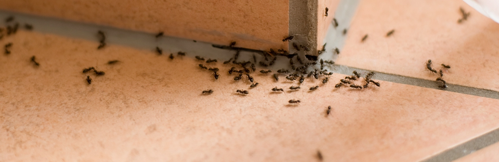 Why Ants Are A Year-round Problem In North Texas 