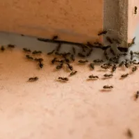 ants on tile floor