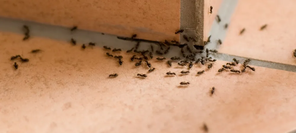 ants on tile floor