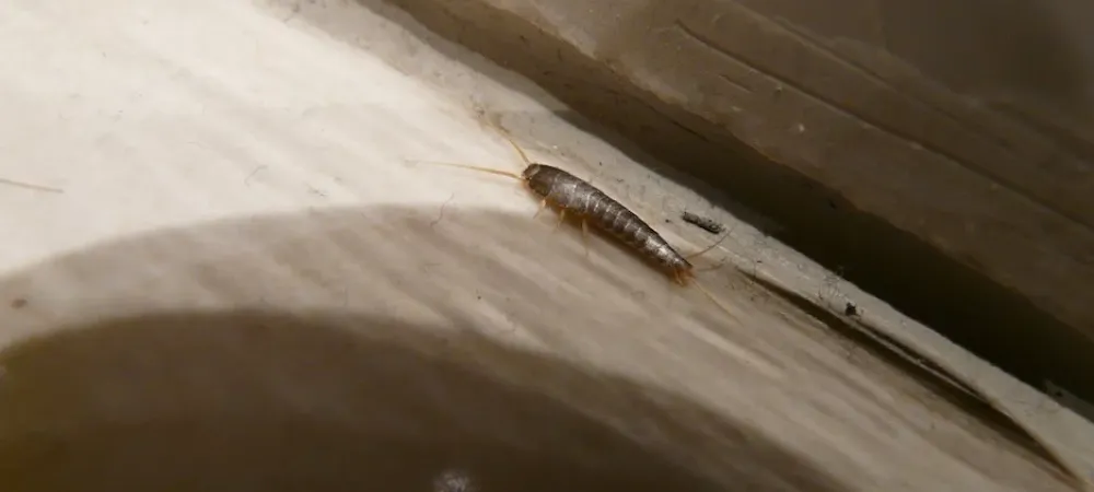 Silverfish in Texas