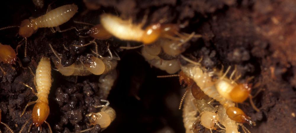 Subterranean Termites